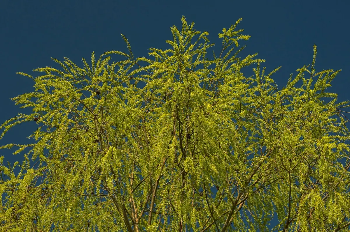 Common Willow Tree Problems in the UK and How to Fix Them