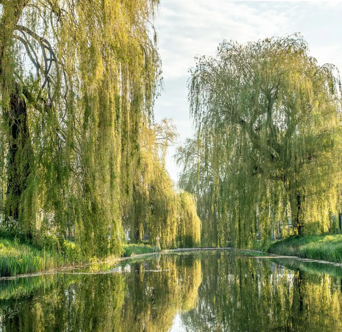 Growing Willow from Cuttings: A Beginner's Step-by-Step Guide