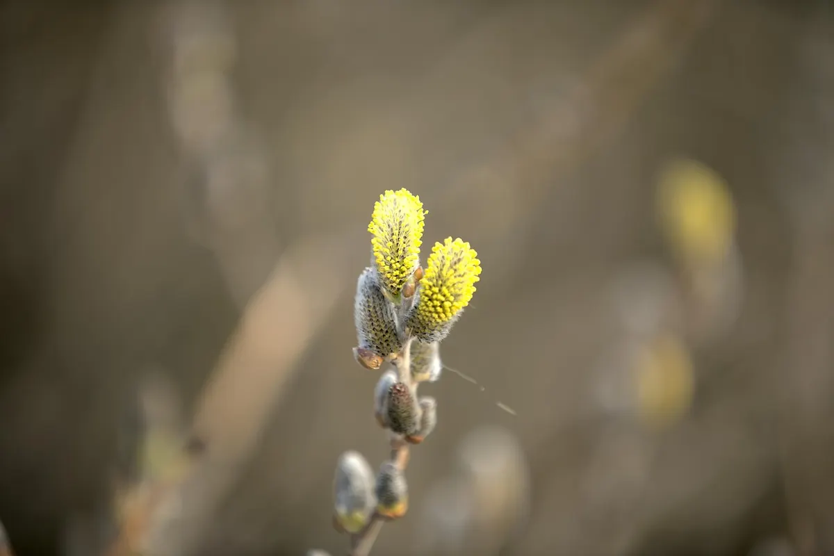 How to Plant a Willow Tree in a Small UK Garden