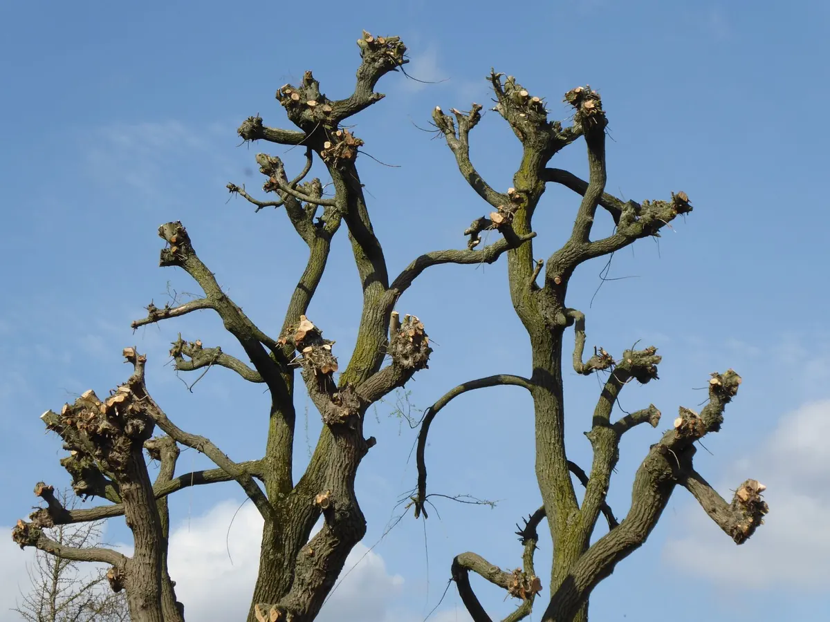 Pruning Willow Trees: A Seasonal Guide for UK Growers
