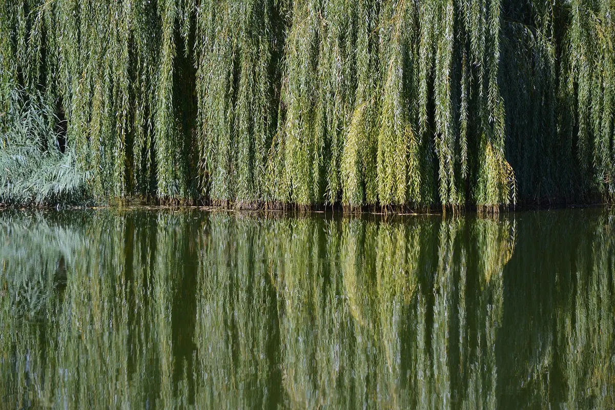 Using Willow in Garden Design: Screening, Structure and Wildlife Value