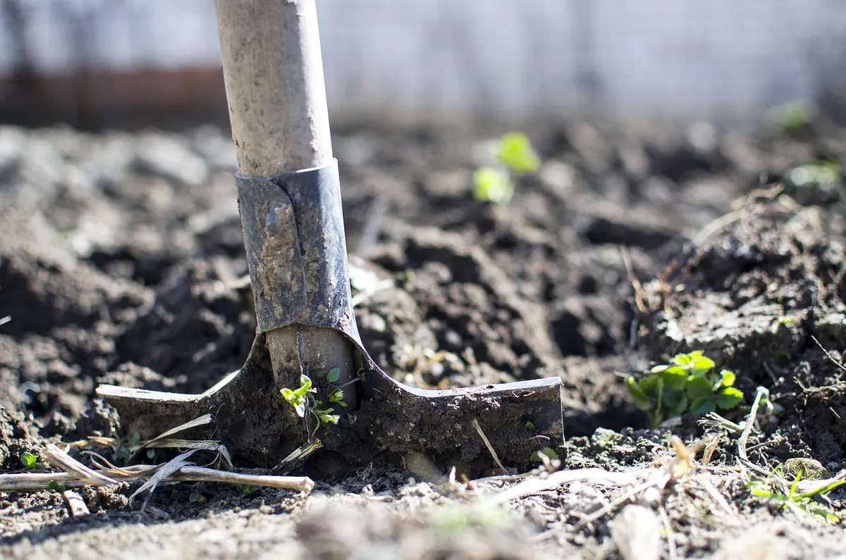 Willow Planting Checklist: Before, During and After You Plant