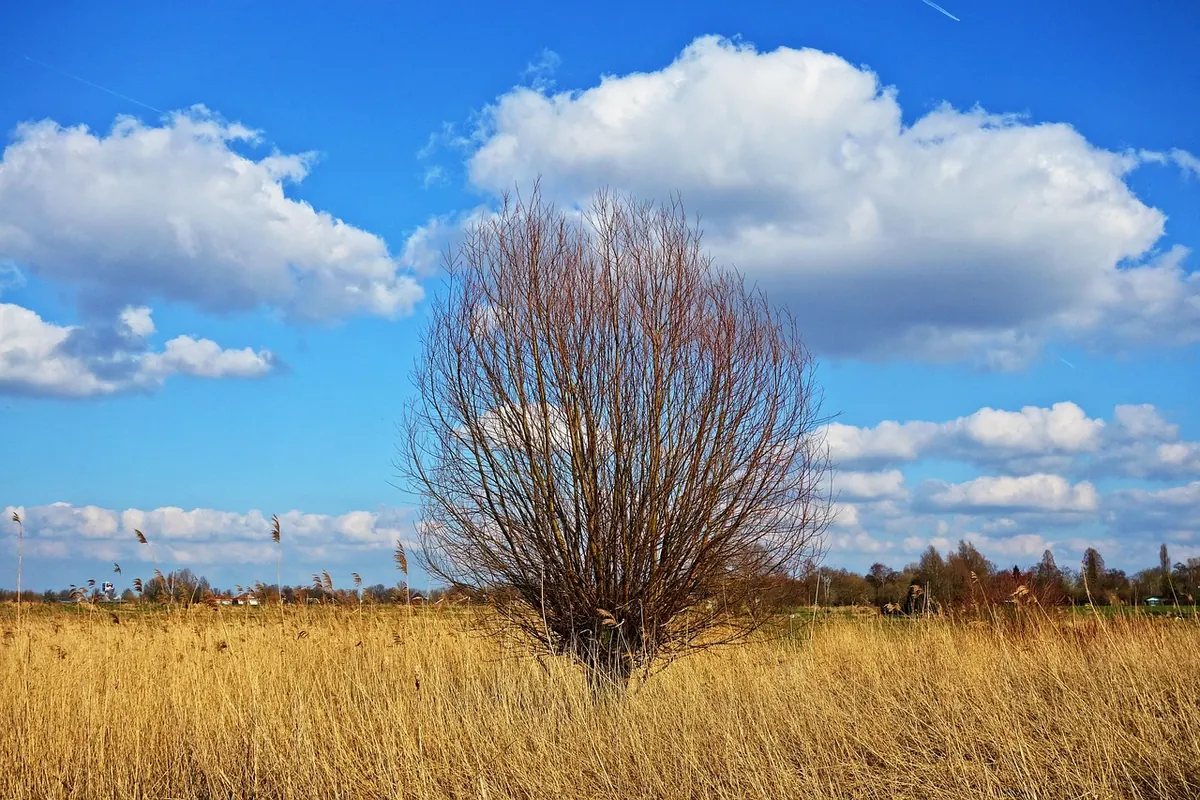 Willow Trees for Wet and Boggy Gardens: Best Types and Planting Advice